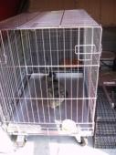 Odchycená kočka a její převoz v převozní kleci na veterinární kliniku v převozní kleci
