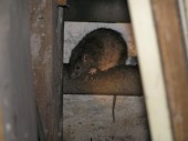 Potkan v suterénu domu - Havířov - Šumbark