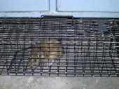 Odchycený potkan v odchytové kleci