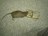 Mechanicke pasti fungují dodnes spolehlivě - odchyt potkana