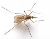 Komár - Anopheles sp.