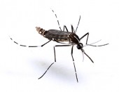 Komár - Aedes sp.